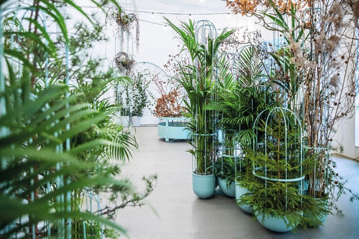 Cacti plantenbak - een wandeling door het groen